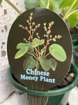 PILEA PEPEROMOIDES 13CM