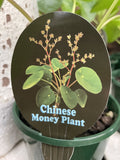 PILEA PEPEROMOIDES 13CM