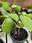 PILEA PEPEROMOIDES 13CM
