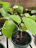PILEA PEPEROMOIDES 13CM