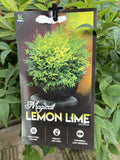 NANDINA LEMON & LIME 20CM 