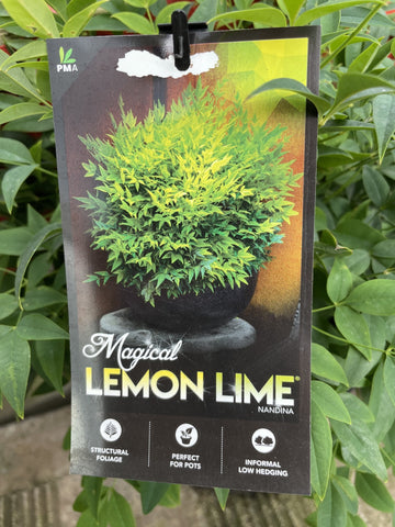 NANDINA LEMON & LIME 20CM 