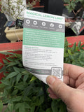 NANDINA LEMON & LIME 20CM 