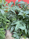 NANDINA LEMON & LIME 20CM 