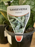 SANSEVERIA HAHNII 14CM