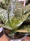 SANSEVERIA HAHNII 14CM