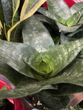 SANSEVERIA HAHNII 14CM