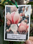 MAGNOLIA SOULANGEANA SAN JOSE 30CM 