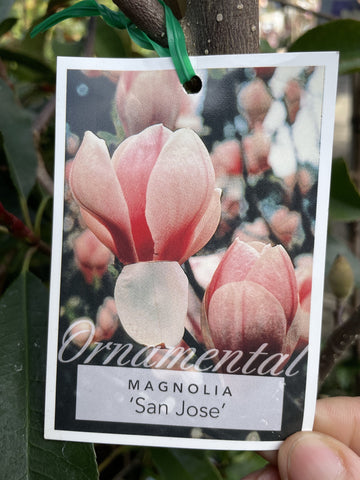 MAGNOLIA SOULANGEANA SAN JOSE 30CM 