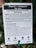 MAGNOLIA SOULANGEANA SAN JOSE 30CM 