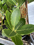 LAURUS FLAVOUR MASTER 14CM