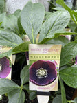 HELLEBORUS WINTER ELEGANCE SPARKLING SHIRAZ 14CM