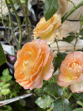 ROSE SIMPLICITY DAYBREAK BARE ROOT