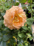 ROSE SIMPLICITY DAYBREAK BARE ROOT