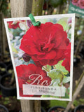 ROSE LILLI MARLENE BARE ROOT