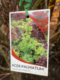 ACER PALMATUM REGULAR BARE ROOT 
