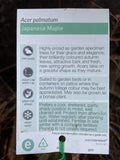 ACER PALMATUM REGULAR BARE ROOT 