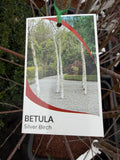 BETULA ALBA  ADVANCED BARE ROOT 