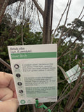 BETULA ALBA  ADVANCED BARE ROOT 