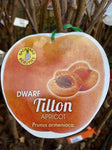 APRICOT DWARF TILTON BARE ROOT