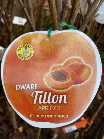 APRICOT DWARF TILTON BARE ROOT