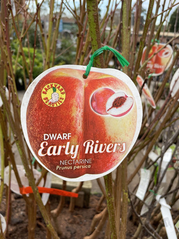 NECTARINE DWARF EARLY RIVERS BARE ROOT