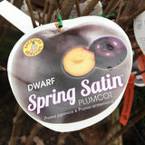 PLUMCOT DWARF NOVELTIES SPRING SATIN BARE ROOT 