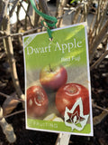 APPLE SEMI DWARF RED FUJI BARE ROOT 