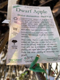 APPLE SEMI DWARF RED FUJI BARE ROOT 