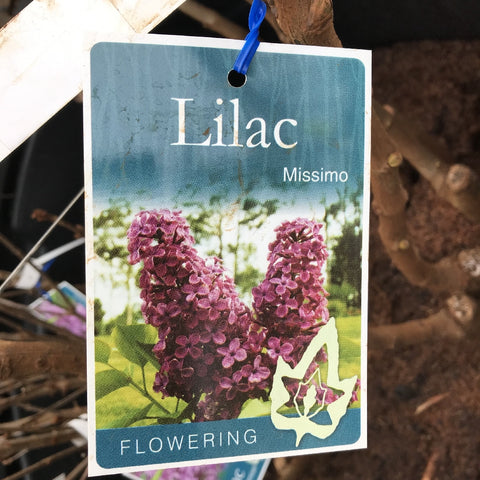 SYRINGA MISSIMO BARE ROOT