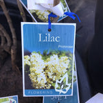SYRINGA PRIMROSE BARE ROOT