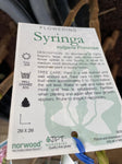 SYRINGA PRIMROSE BARE ROOT