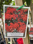ROSA STANDARD EUROPEANA 3FT BARE ROOT
