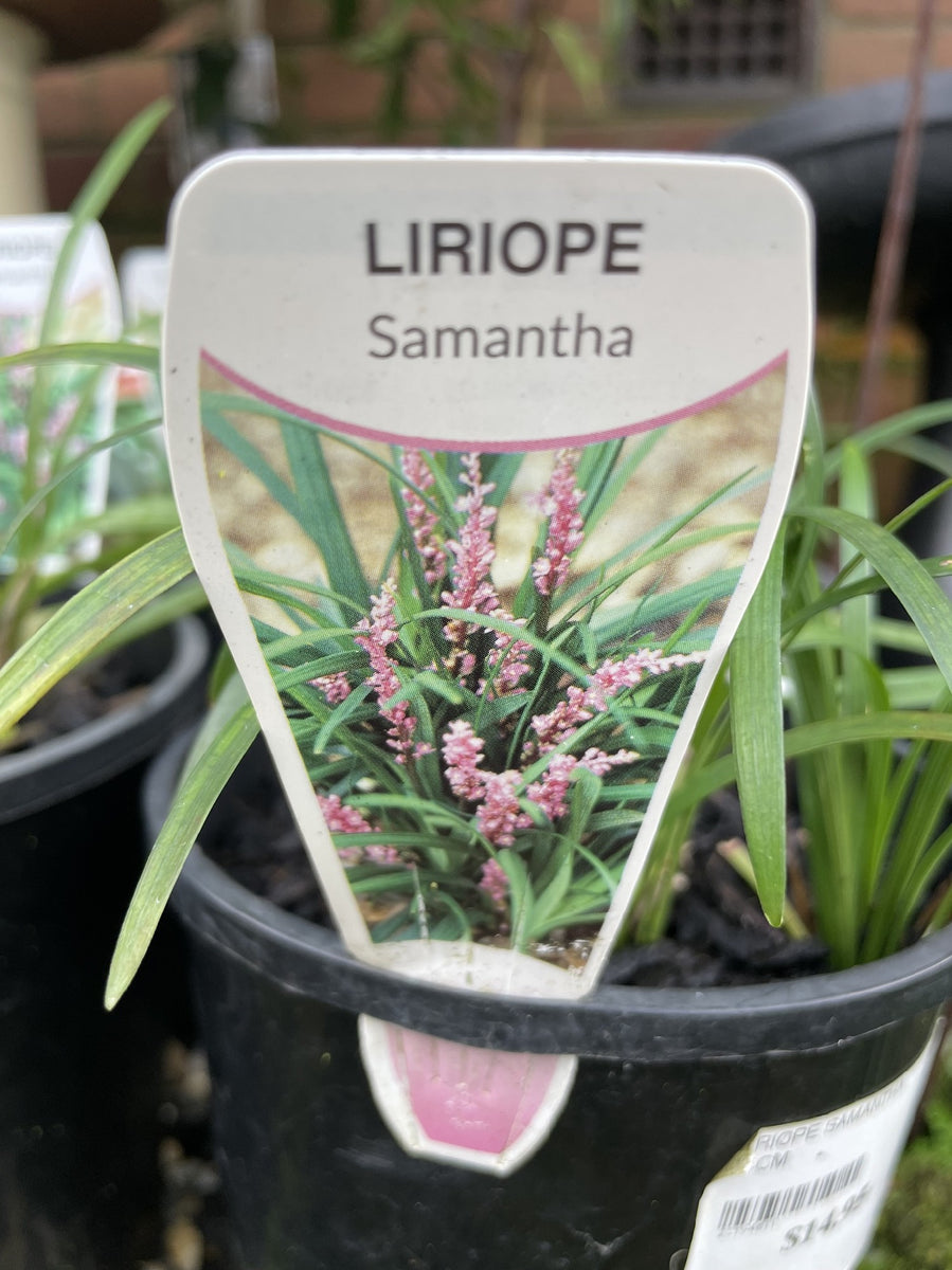 LIRIOPE SAMANTHA 14CM – Poyntons Nursery