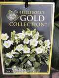 HELLEBORUS ICE N ROSES WHITE 18CM