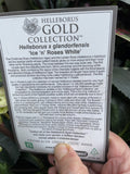 HELLEBORUS ICE N ROSES WHITE 18CM