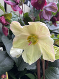 HELLEBORUS ICE N ROSES WHITE 18CM