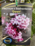 VIBURNUM BODNATENSE DAWN PINK 20CM 