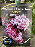 VIBURNUM BODNATENSE DAWN PINK 20CM 