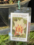 PEONY ITOH COURT JESTER 20CM 
