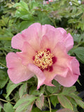 PAEONIA ITOH PASTEL SPLENDOUR 20CM 