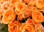ROSE APRICOT CLEMENTINE MINIATURE 20CM 