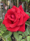ROSE STANDARD KARDINAL 3FT BARE ROOT 