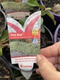 TRACHELOSPERMUM ASIATICUM FLAT MAT 14CM 