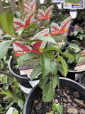 TRACHELOSPERMUM ASIATICUM FLAT MAT 14CM 