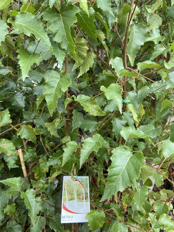 BETULA PENDULA YOUNGII TALL STANDARD 50CM