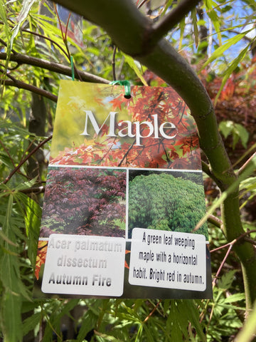 ACER PALMATUM AUTUMN FIRE 50CM