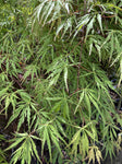 ACER PALMATUM AUTUMN FIRE 50CM