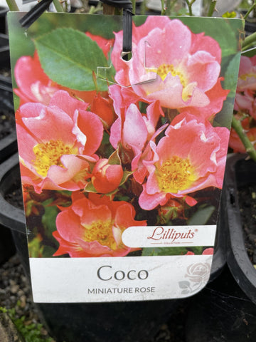 ROSA COCO 20CM