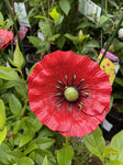  RED POPPY SMALL 